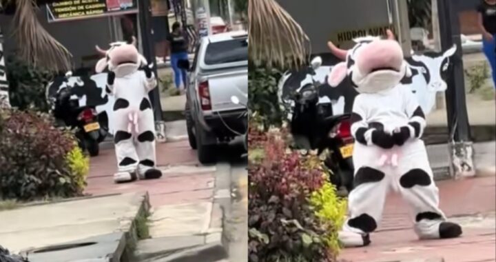 Crazy California Cow