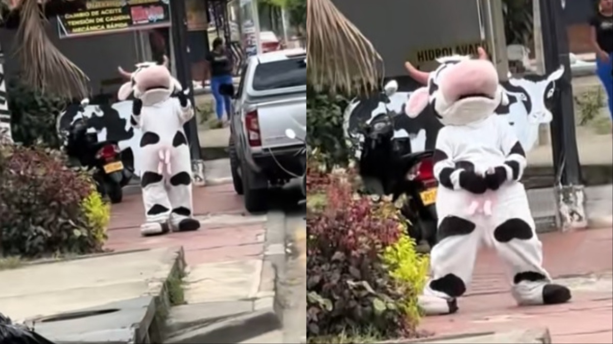 Crazy California Cow
